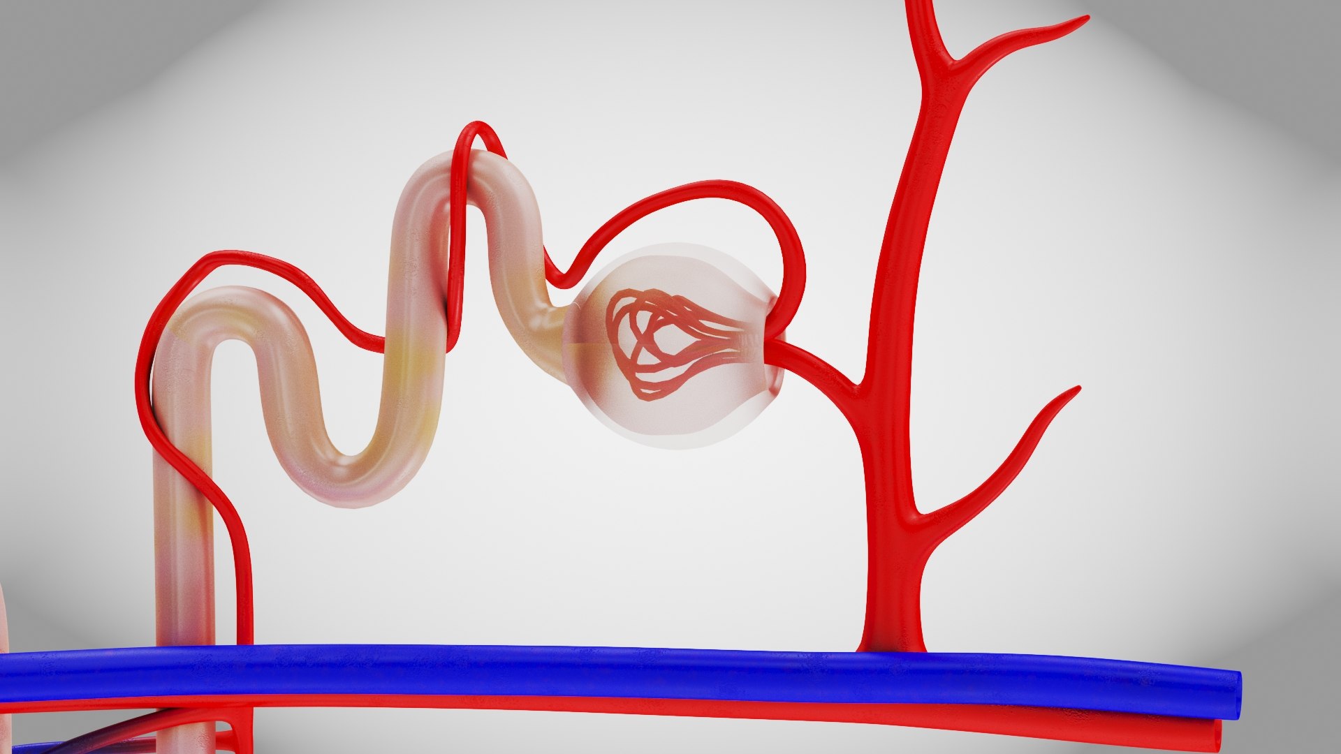 Nephron model https://p.turbosquid.com/ts-thumb/yP/zbBwYf/Sr/nephron7/jpg/1695971634/1920x1080/fit_q87/2dee2ab0cee66f4f69049479bab3706b84007cad/nephron7.jpg