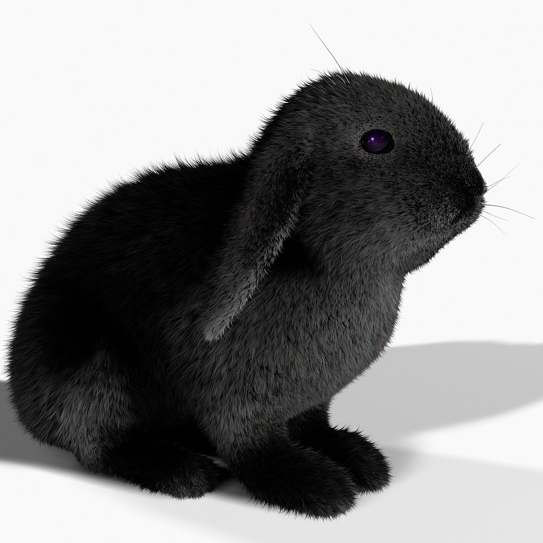 Rabbit Black Fur Max