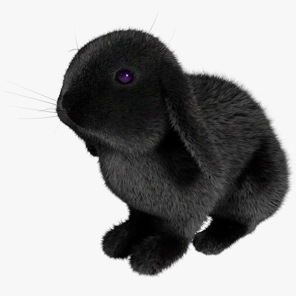 rabbit black fur max