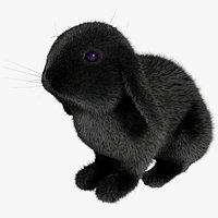 Rabbit Black Fur