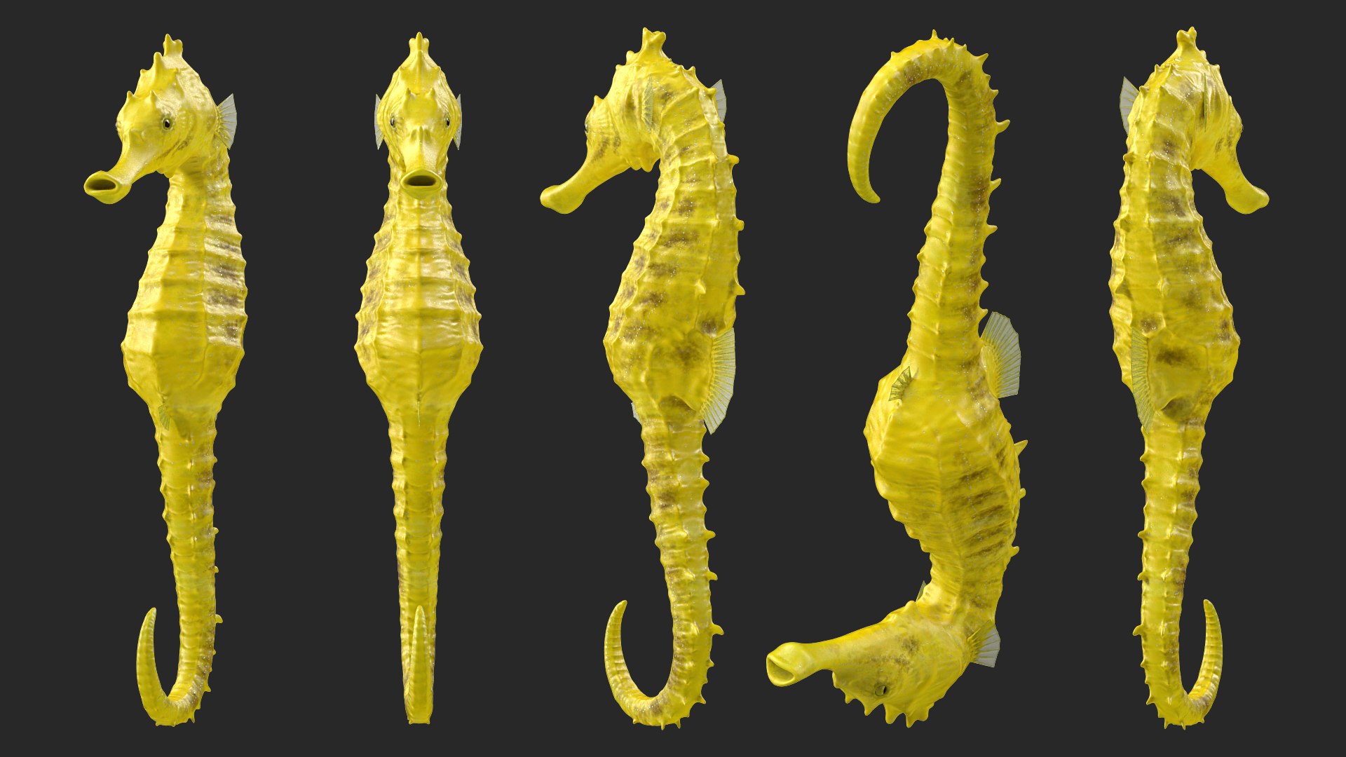 Slender Seahorse Hippocampus Reidi Rigged for Maya 3D model preview