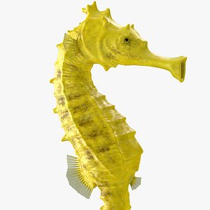 Slender Seahorse Hippocampus Reidi Rigged for Maya