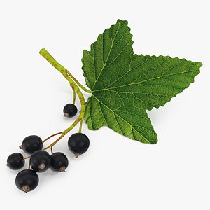 Black Currant Branch