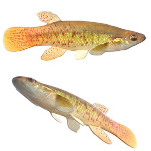 3D model Golden Topminnow fish