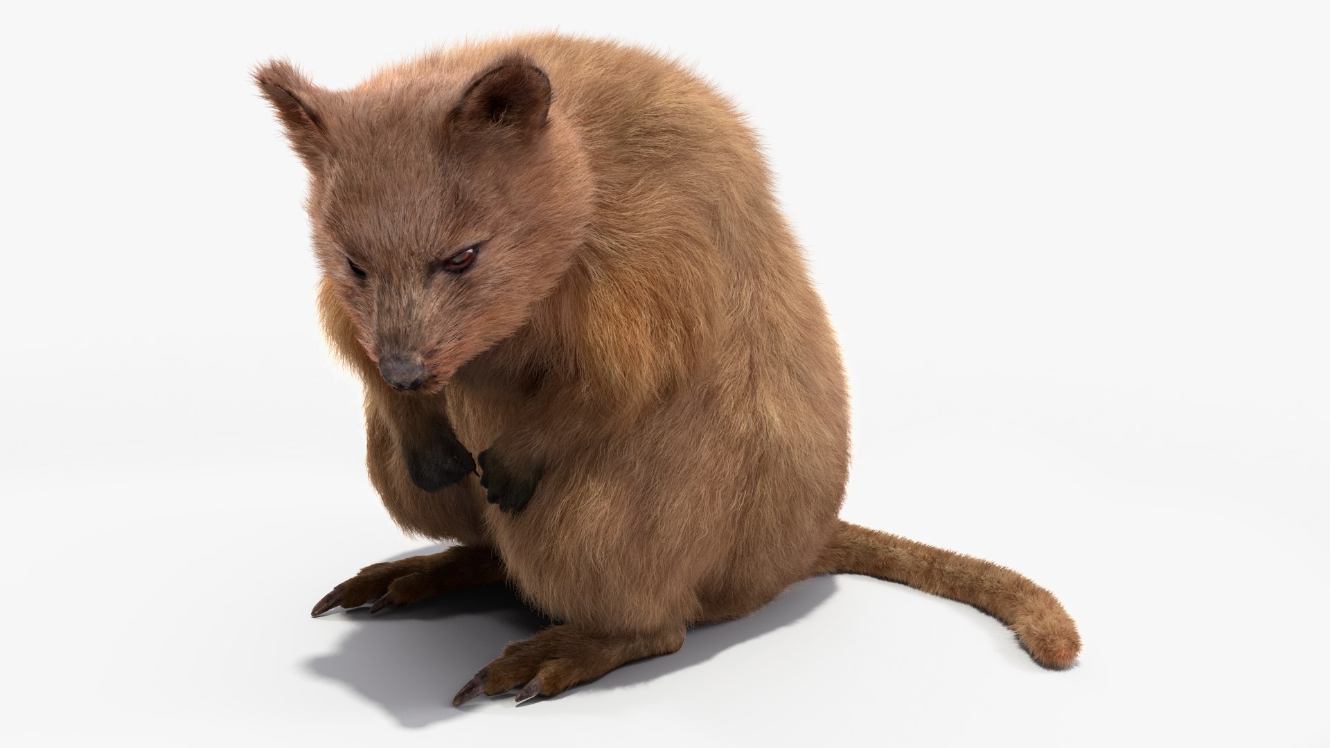 Quokka Kangaroo Rigged Fur 3D https://p.turbosquid.com/ts-thumb/yQ/E50LMh/0D/quokkakangarooriggedfurvray3dmodel015/jpg/1701465504/1920x1080/fit_q87/0c9ad0b6e263b57f847d497d62985c578cfa3fa8/quokkakangarooriggedfurvray3dmodel015.jpg