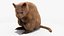 Quokka Kangaroo Rigged Fur 3D