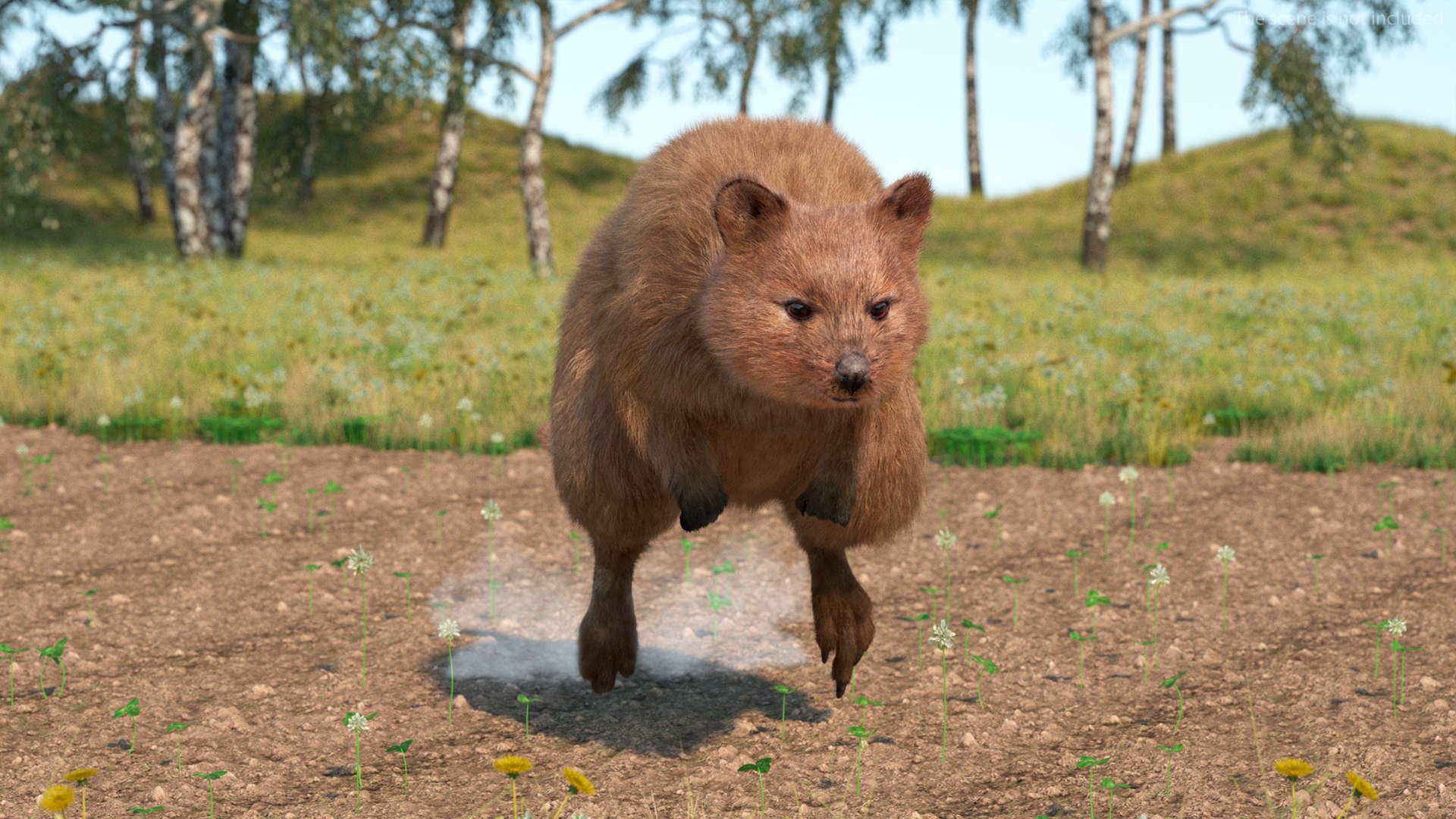 Quokka Kangaroo Rigged Fur 3D https://p.turbosquid.com/ts-thumb/yQ/E50LMh/1y/quokkakangarooriggedfurvray3dmodel007/jpg/1701465457/1920x1080/fit_q87/21cea094d4d38a7d4ffb41f558555a1778d36a22/quokkakangarooriggedfurvray3dmodel007.jpg