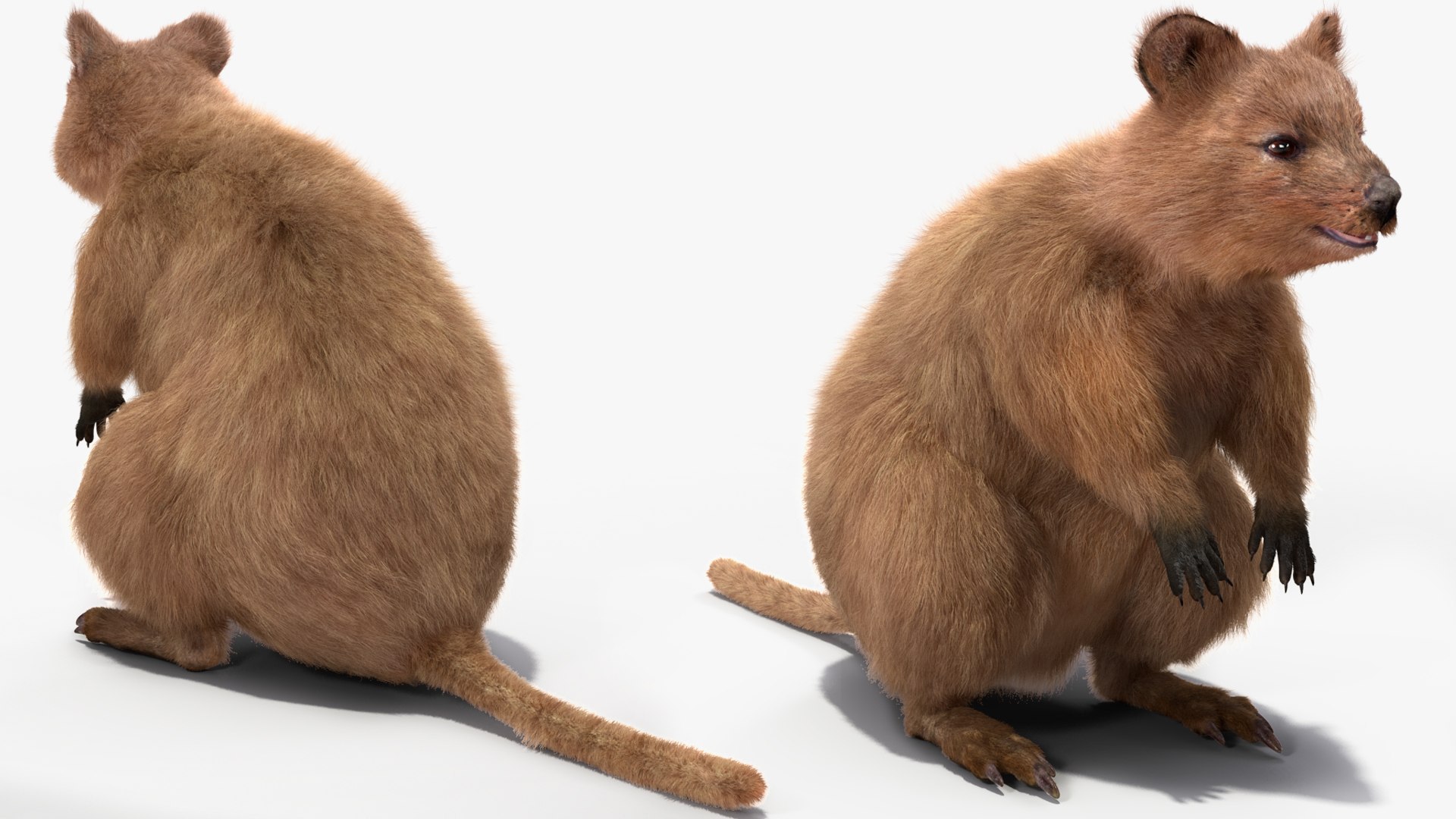 Quokka Kangaroo Rigged Fur 3D https://p.turbosquid.com/ts-thumb/yQ/E50LMh/HN/quokkakangarooriggedfurvray3dmodel013/jpg/1701465495/1920x1080/fit_q87/58a0ac338644f049eed0e55312fcada929a81fb6/quokkakangarooriggedfurvray3dmodel013.jpg