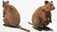 Quokka Kangaroo Rigged Fur 3D
