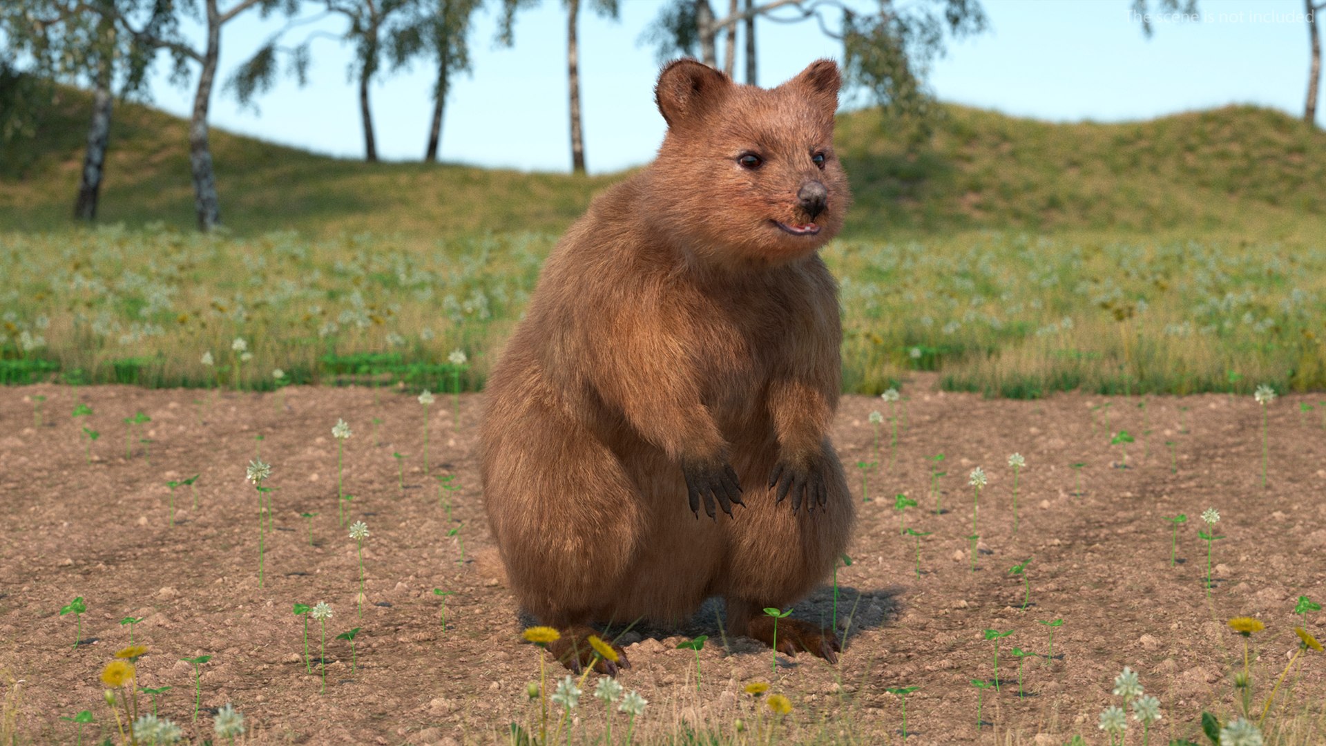 Quokka Kangaroo Rigged Fur 3D https://p.turbosquid.com/ts-thumb/yQ/E50LMh/Jx/quokkakangarooriggedfurvray3dmodel003/jpg/1701465430/1920x1080/fit_q87/86a4275fea1b15d2af0c07dd717b10d8ce96378c/quokkakangarooriggedfurvray3dmodel003.jpg