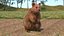 Quokka Kangaroo Rigged Fur 3D