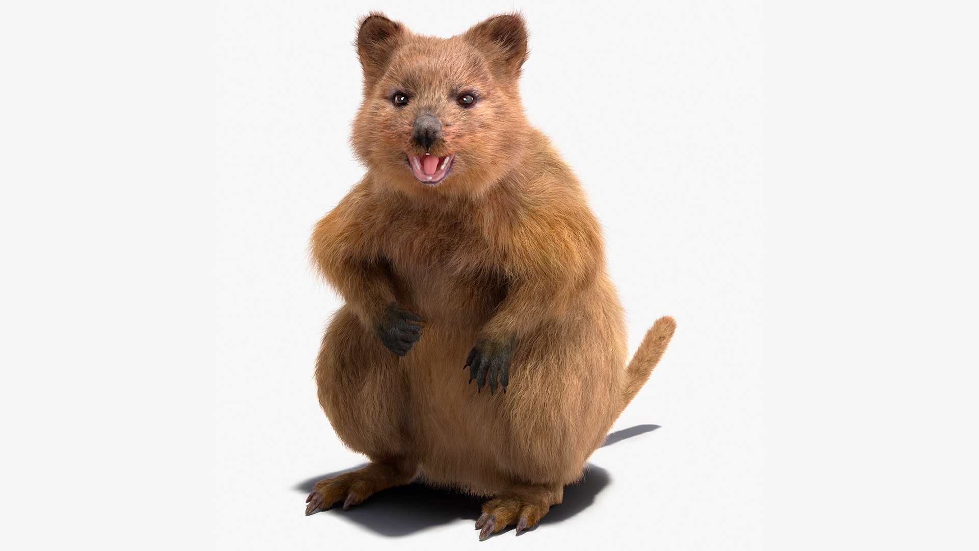 Quokka Kangaroo Rigged Fur 3D https://p.turbosquid.com/ts-thumb/yQ/E50LMh/KS/quokkakangarooriggedfurvray3dmodel001/jpg/1701464601/1920x1080/fit_q87/bc4de6edfd2b1e00e2e118938f8721f16a73f41c/quokkakangarooriggedfurvray3dmodel001.jpg