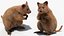 Quokka Kangaroo Rigged Fur 3D