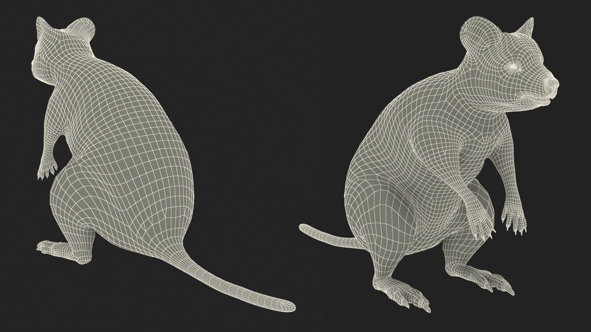 Quokka Kangaroo Rigged Fur 3D https://p.turbosquid.com/ts-thumb/yQ/E50LMh/PT/quokkakangarooriggedfurvray3dmodel031/jpg/1701465586/1920x1080/fit_q87/bdcc0ece6f7d89e5118e18d29e77982f55bcb84f/quokkakangarooriggedfurvray3dmodel031.jpg