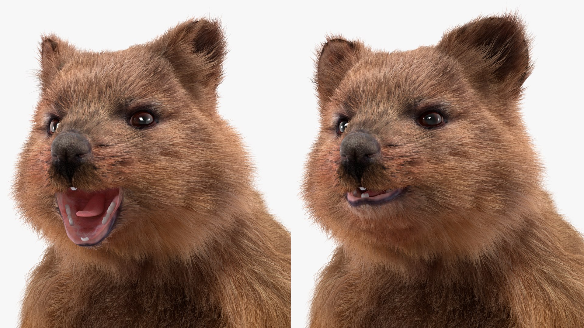Quokka Kangaroo Rigged Fur 3D https://p.turbosquid.com/ts-thumb/yQ/E50LMh/QJ/quokkakangarooriggedfurvray3dmodel020/jpg/1701465528/1920x1080/fit_q87/f095fb8487a5cfd51a04bb19f3d6b9a362194d4d/quokkakangarooriggedfurvray3dmodel020.jpg