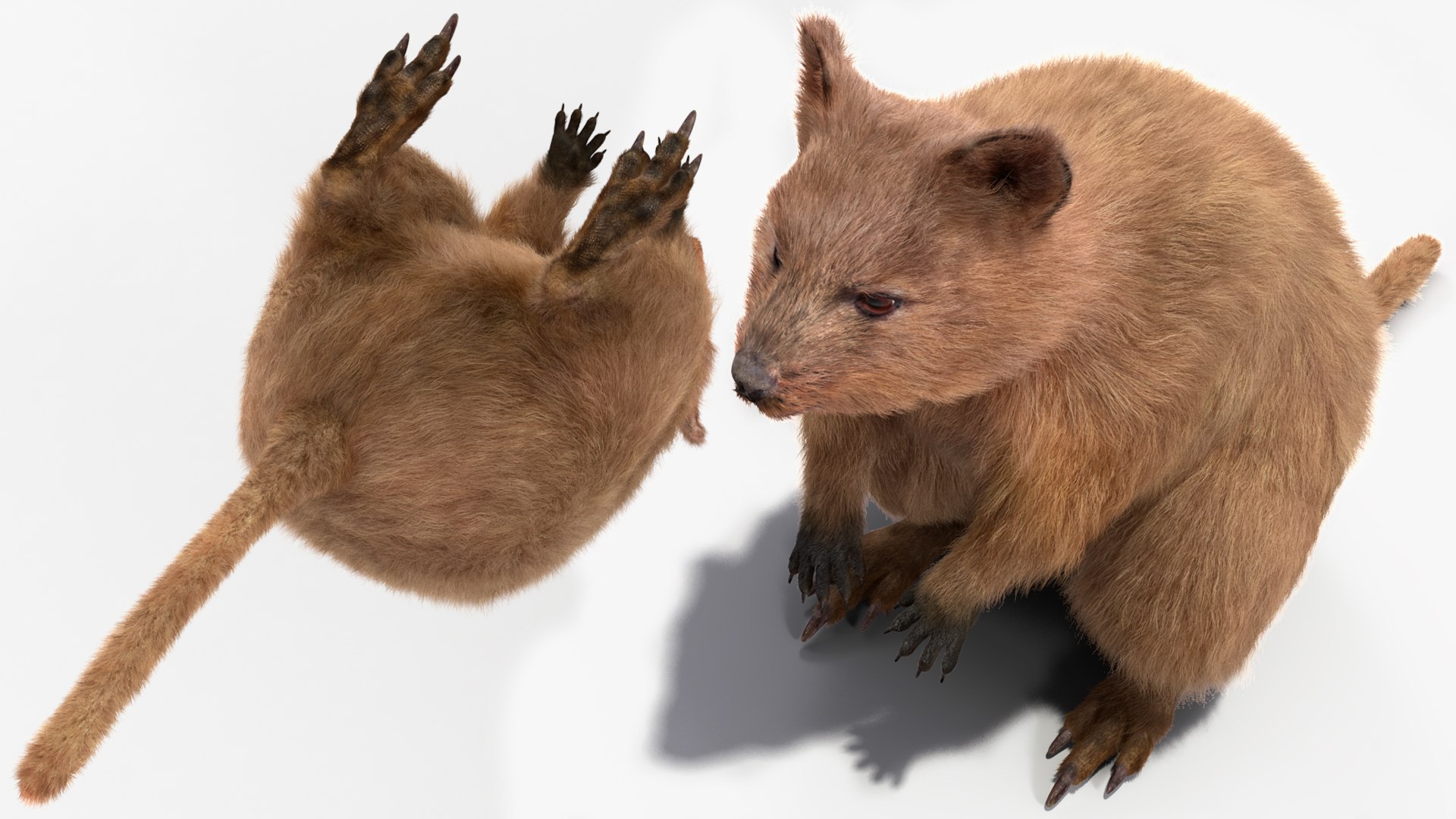 Quokka Kangaroo Rigged Fur 3D https://p.turbosquid.com/ts-thumb/yQ/E50LMh/Rm/quokkakangarooriggedfurvray3dmodel017/jpg/1701465514/1920x1080/fit_q87/58e54e292b9b83638ea5cd6a296254d42b7829e1/quokkakangarooriggedfurvray3dmodel017.jpg
