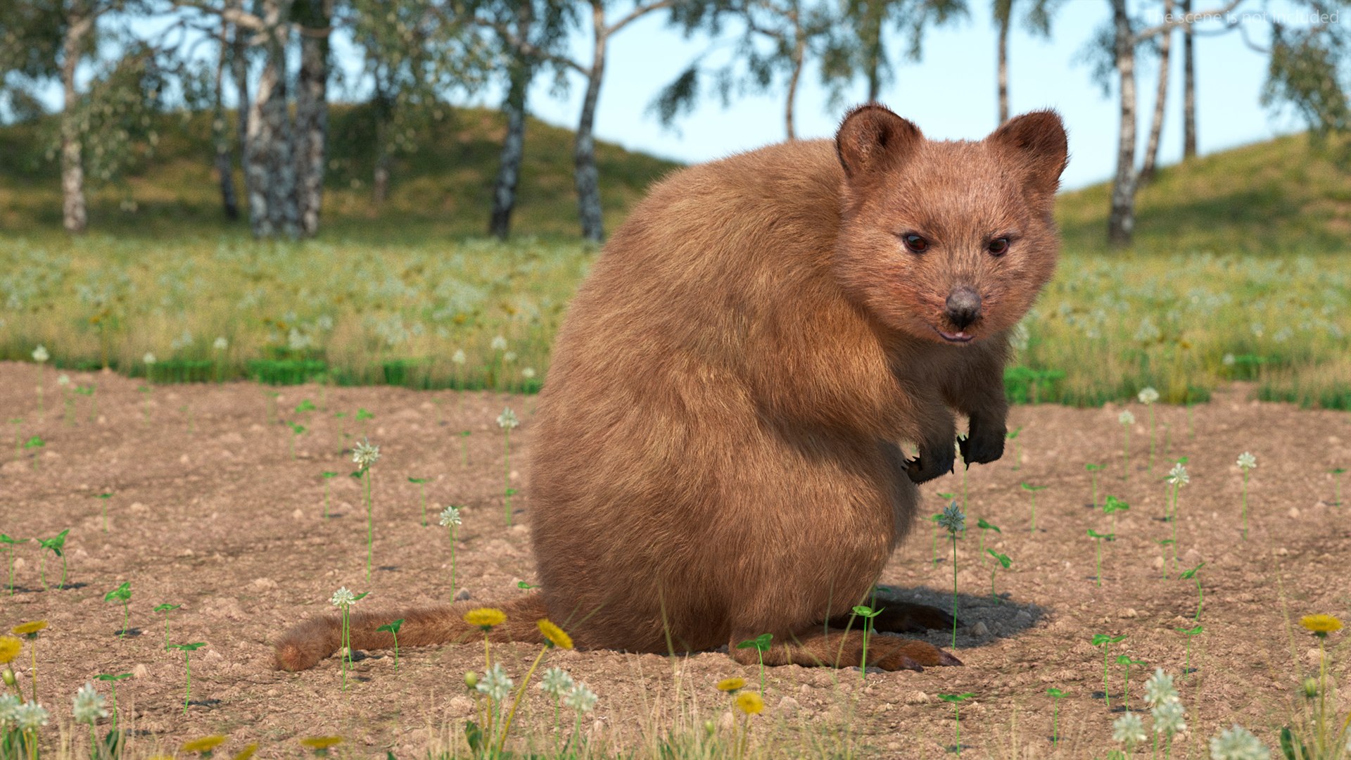 Quokka Kangaroo Rigged Fur 3D https://p.turbosquid.com/ts-thumb/yQ/E50LMh/Th/quokkakangarooriggedfurvray3dmodel004/jpg/1701465436/1920x1080/fit_q87/12774e92edd71e4828684d26f40c346a4a74b7a0/quokkakangarooriggedfurvray3dmodel004.jpg