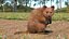 Quokka Kangaroo Rigged Fur 3D