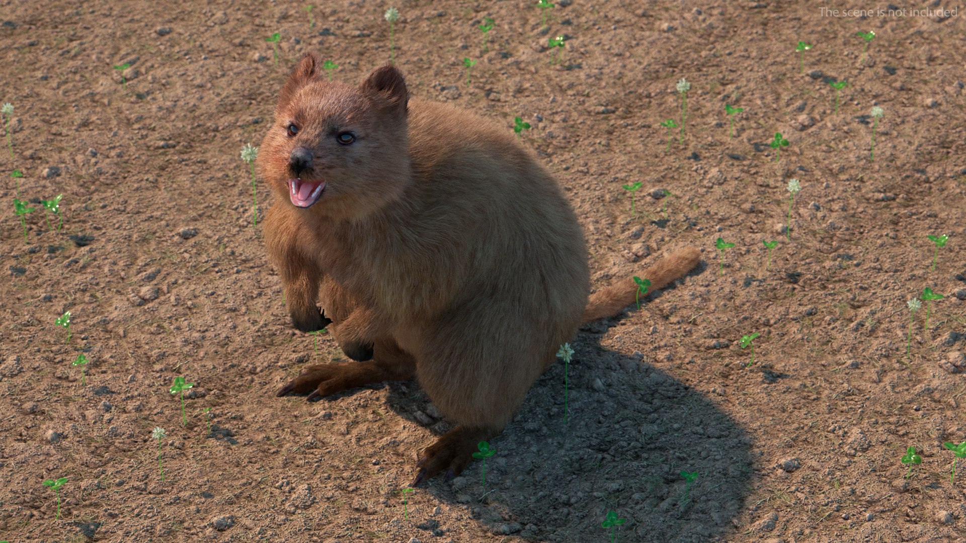 Quokka Kangaroo Rigged Fur 3D https://p.turbosquid.com/ts-thumb/yQ/E50LMh/YO/quokkakangarooriggedfurvray3dmodel009/jpg/1701465470/1920x1080/fit_q87/6001e5796ae9744944f3598640e31ad43d85e2e5/quokkakangarooriggedfurvray3dmodel009.jpg