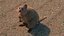 Quokka Kangaroo Rigged Fur 3D