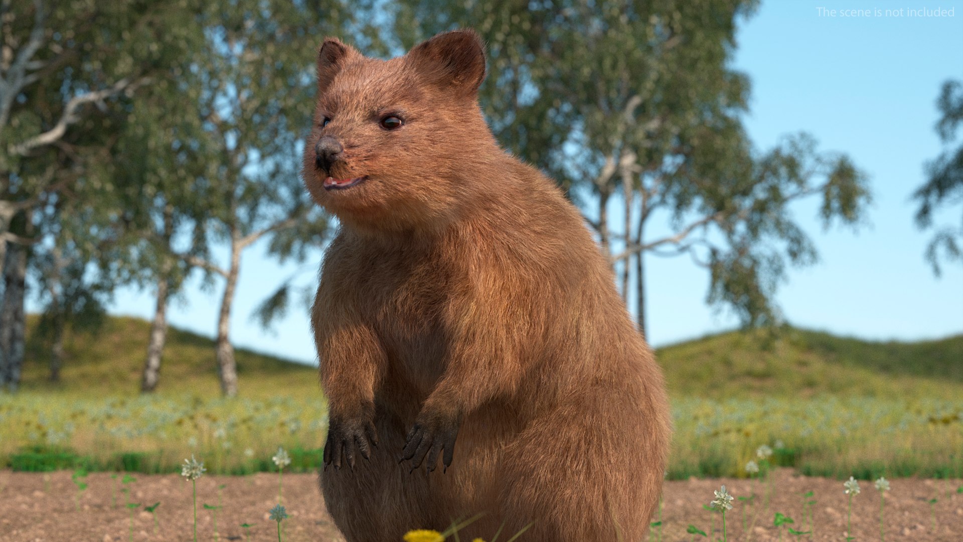 Quokka Kangaroo Rigged Fur 3D https://p.turbosquid.com/ts-thumb/yQ/E50LMh/ZG/quokkakangarooriggedfurvray3dmodel010/jpg/1701465477/1920x1080/fit_q87/db324fc2eb7988573b144b50d5095cb1f94f0483/quokkakangarooriggedfurvray3dmodel010.jpg