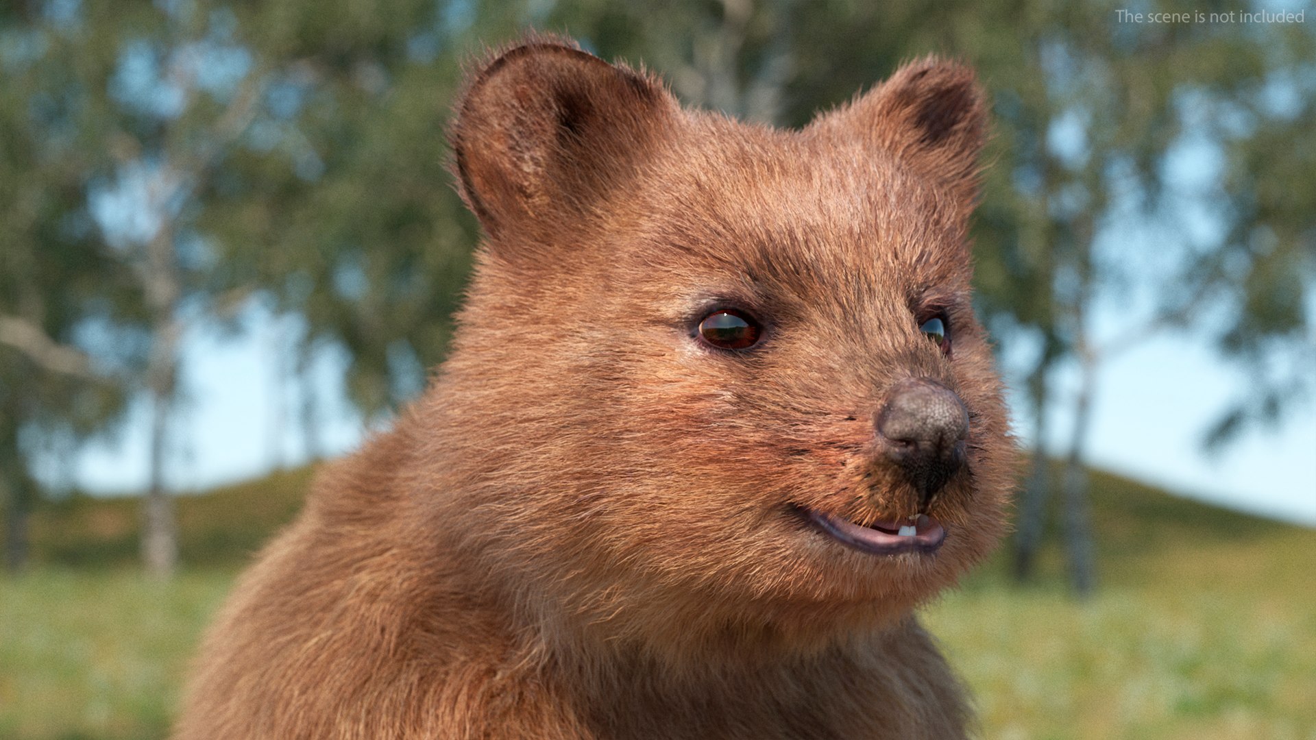 Quokka Kangaroo Rigged Fur 3D https://p.turbosquid.com/ts-thumb/yQ/E50LMh/bw/quokkakangarooriggedfurvray3dmodel011/jpg/1701465483/1920x1080/fit_q87/d4b50f154419fd13dbab8459ab321486e28e8347/quokkakangarooriggedfurvray3dmodel011.jpg