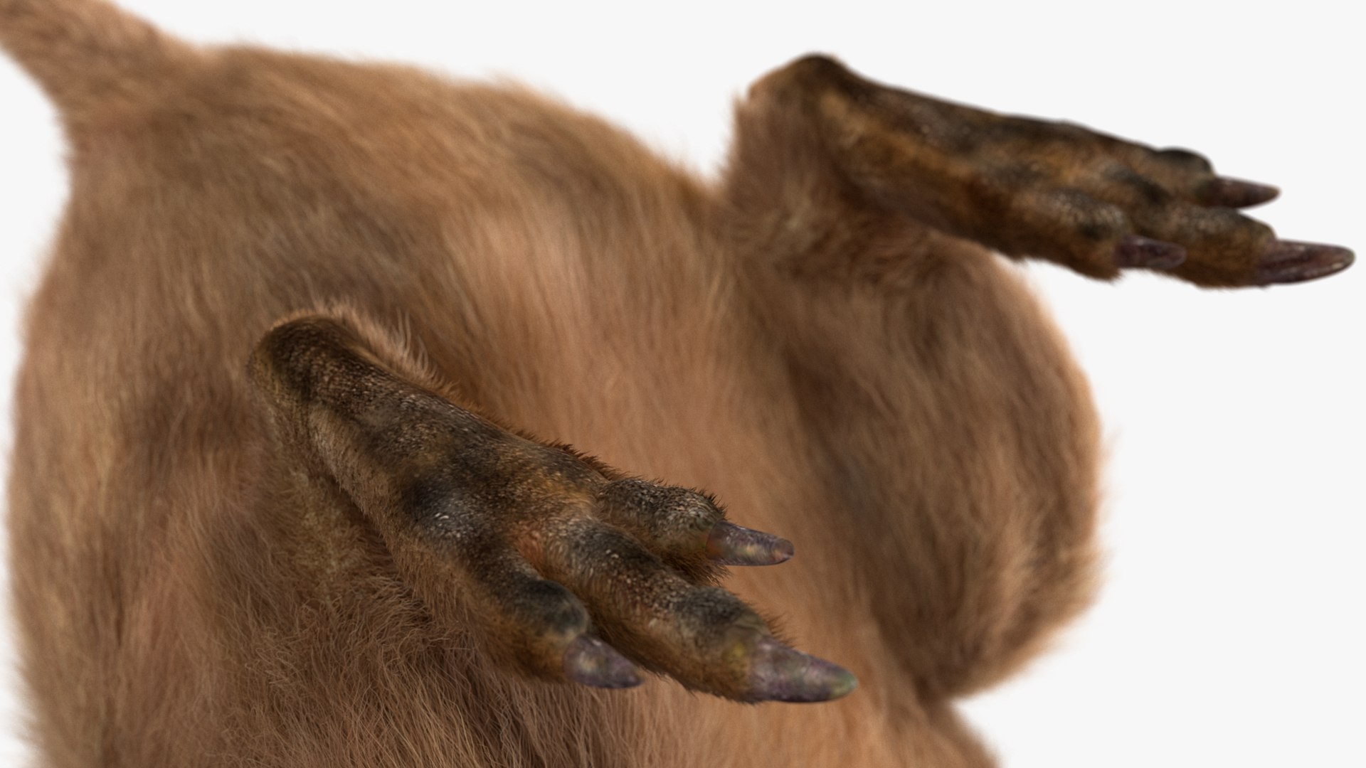 Quokka Kangaroo Rigged Fur 3D https://p.turbosquid.com/ts-thumb/yQ/E50LMh/dt/quokkakangarooriggedfurvray3dmodel018/jpg/1701465519/1920x1080/fit_q87/2d192b2d2de40db17ea5641109f6a962b443785c/quokkakangarooriggedfurvray3dmodel018.jpg