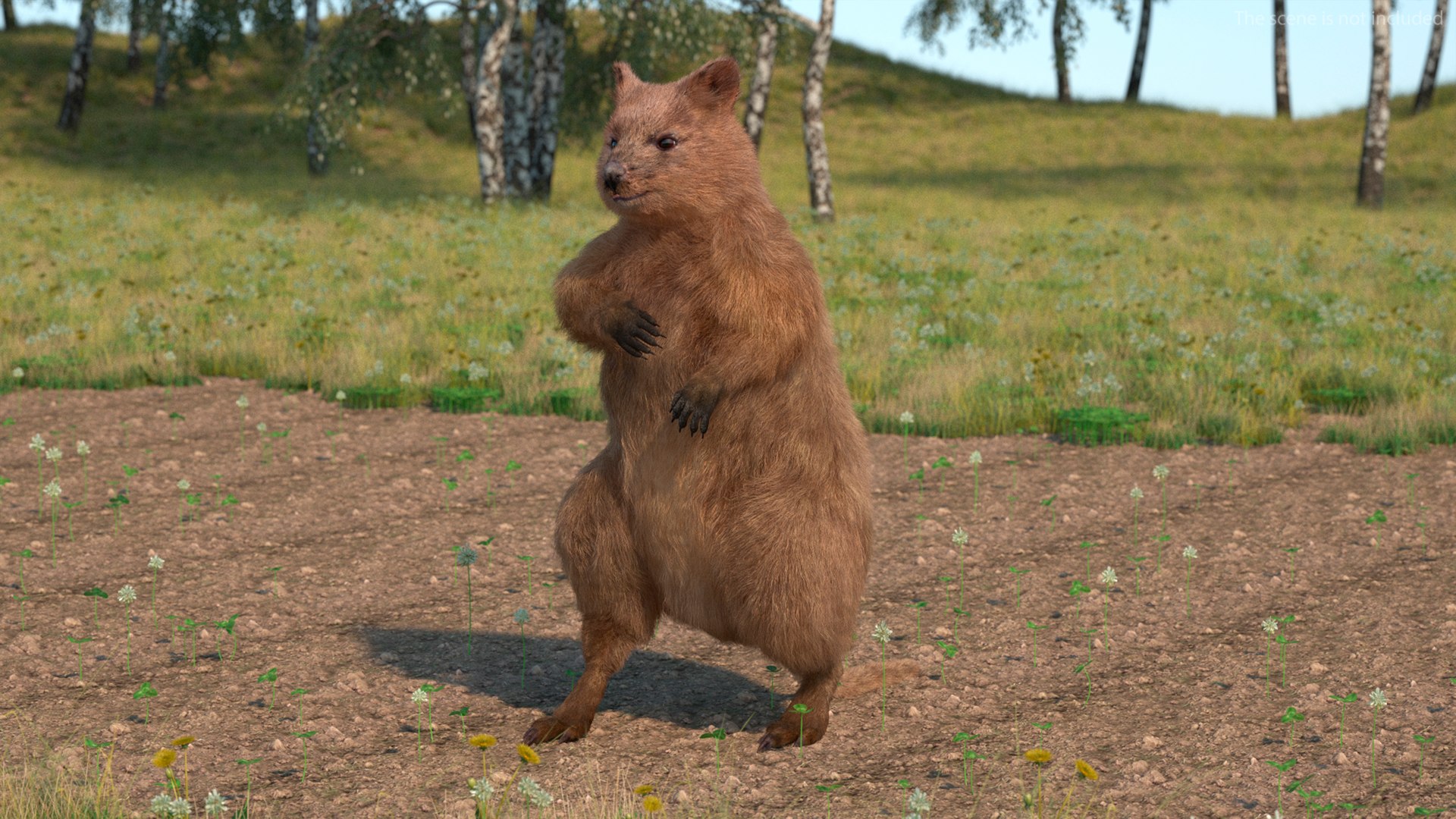 Quokka Kangaroo Rigged Fur 3D https://p.turbosquid.com/ts-thumb/yQ/E50LMh/hd/quokkakangarooriggedfurvray3dmodel005/jpg/1701465444/1920x1080/fit_q87/542d516de1f214dc64fe8d799e93fb95390ec247/quokkakangarooriggedfurvray3dmodel005.jpg