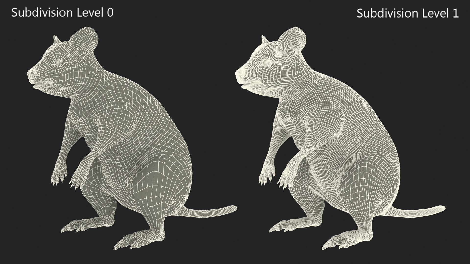 Quokka Kangaroo Rigged Fur 3D https://p.turbosquid.com/ts-thumb/yQ/E50LMh/lb/quokkakangarooriggedfurvray3dmodel027/jpg/1701465566/1920x1080/fit_q87/da7ee56c3d758198f07aaa1fedfd955642d036a9/quokkakangarooriggedfurvray3dmodel027.jpg