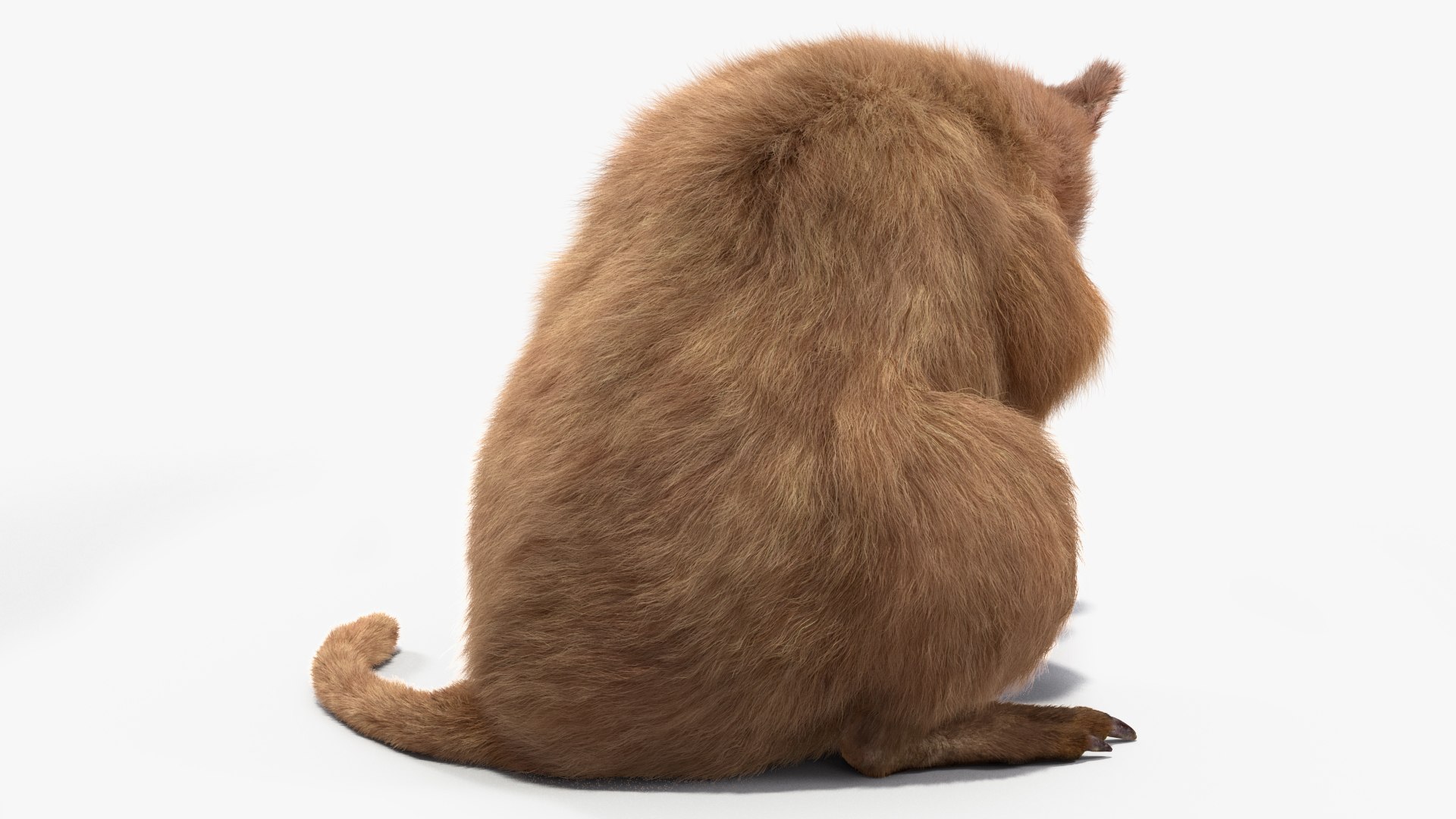 Quokka Kangaroo Rigged Fur 3D https://p.turbosquid.com/ts-thumb/yQ/E50LMh/mY/quokkakangarooriggedfurvray3dmodel016/jpg/1701465509/1920x1080/fit_q87/71f38ddcd259605e31e93eeca03eff6631ea9966/quokkakangarooriggedfurvray3dmodel016.jpg