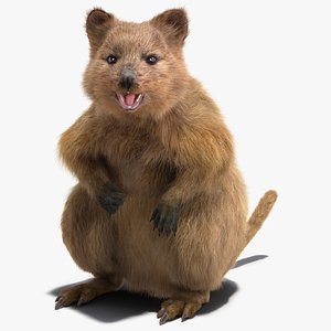 Quokka Kangaroo Rigged Fur 3D
