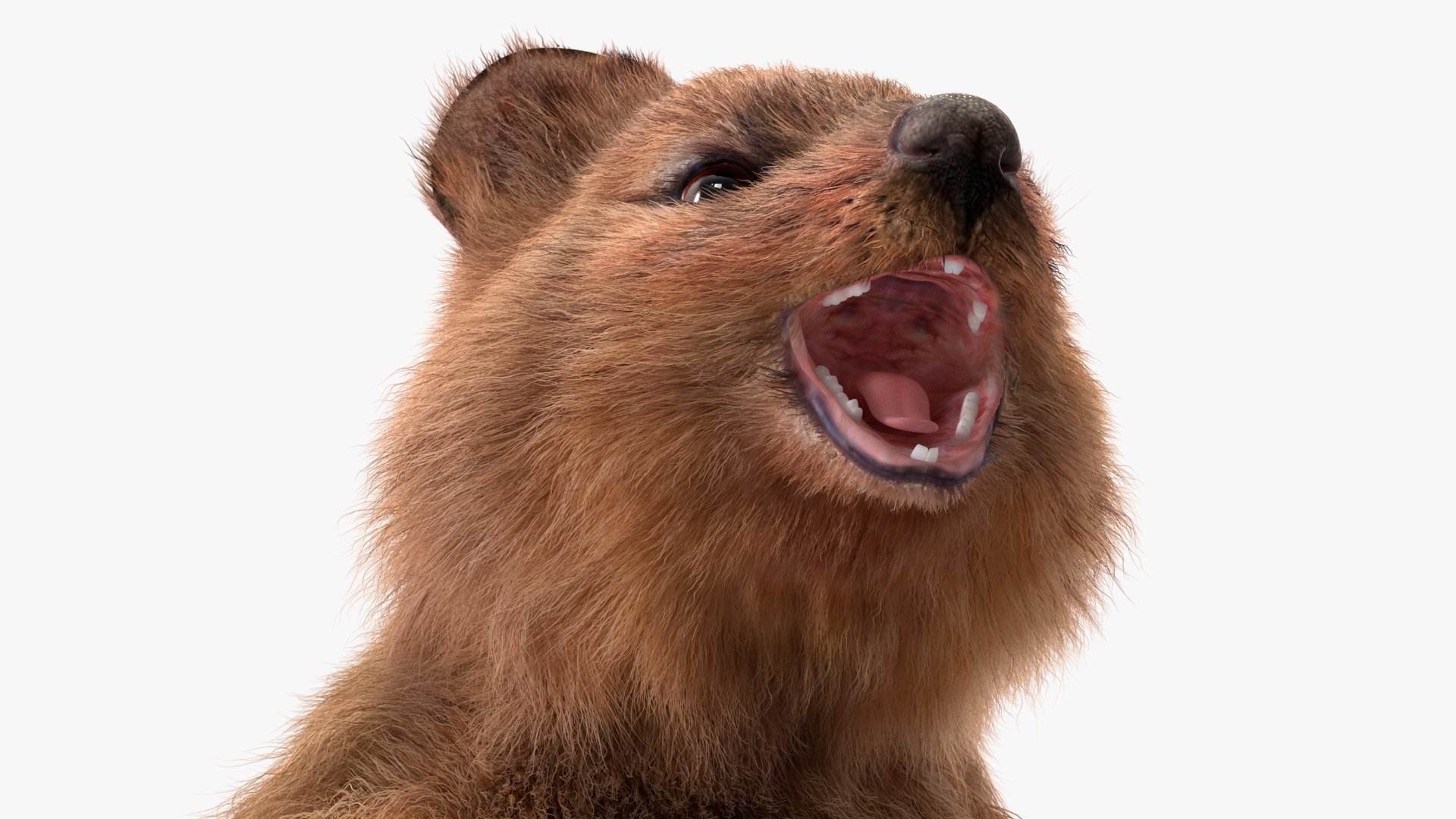 Quokka Kangaroo Rigged Fur 3D https://p.turbosquid.com/ts-thumb/yQ/E50LMh/tR/quokkakangarooriggedfurvray3dmodel021/jpg/1701465533/1920x1080/fit_q87/8faacb4079f01d8544f4616fc45c45a9a55b1c29/quokkakangarooriggedfurvray3dmodel021.jpg