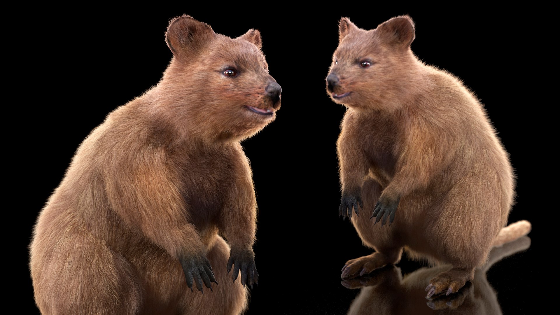 Quokka Kangaroo Rigged Fur 3D https://p.turbosquid.com/ts-thumb/yQ/E50LMh/wG/quokkakangarooriggedfurvray3dmodel012/jpg/1701465489/1920x1080/fit_q87/22be30bcf5736a9bf13c116478a05a195b25158c/quokkakangarooriggedfurvray3dmodel012.jpg