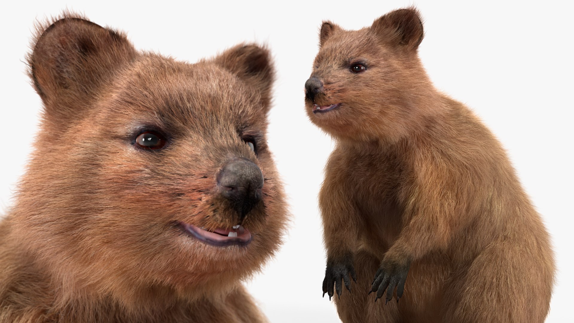 Quokka Kangaroo Rigged Fur 3D https://p.turbosquid.com/ts-thumb/yQ/E50LMh/xb/quokkakangarooriggedfurvray3dmodel019/jpg/1701465523/1920x1080/fit_q87/dfcdb8e30d71c42d3fad2b18e71b7fc41837e7b4/quokkakangarooriggedfurvray3dmodel019.jpg