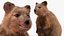 Quokka Kangaroo Rigged Fur 3D