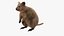 Quokka Kangaroo Rigged Fur 3D