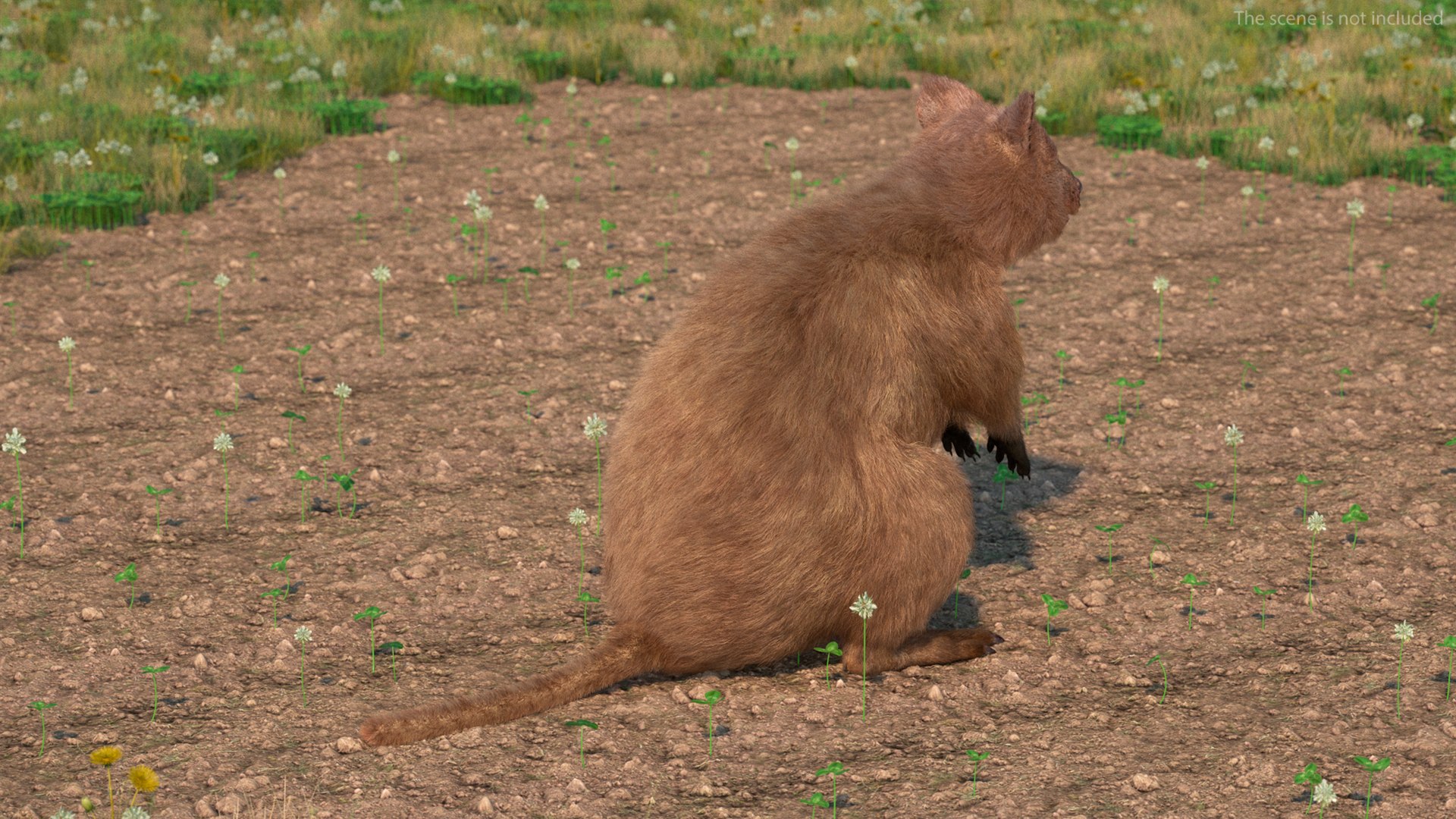 Quokka Kangaroo Rigged Fur 3D https://p.turbosquid.com/ts-thumb/yQ/E50LMh/yB/quokkakangarooriggedfurvray3dmodel006/jpg/1701465450/1920x1080/fit_q87/209e5c5f19e9a0a8cbd865045232cfbd8d6aac65/quokkakangarooriggedfurvray3dmodel006.jpg