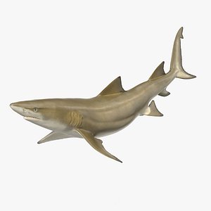 Sharptooth Lemon Shark Rigged for Maya