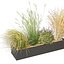 Pianta da collezione vol 613 - erba - Dichelachne - Pampa - Calamagrostis - Carex - Lupinus