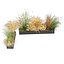 Pianta da collezione vol 613 - erba - Dichelachne - Pampa - Calamagrostis - Carex - Lupinus