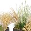 Pianta da collezione vol 613 - erba - Dichelachne - Pampa - Calamagrostis - Carex - Lupinus