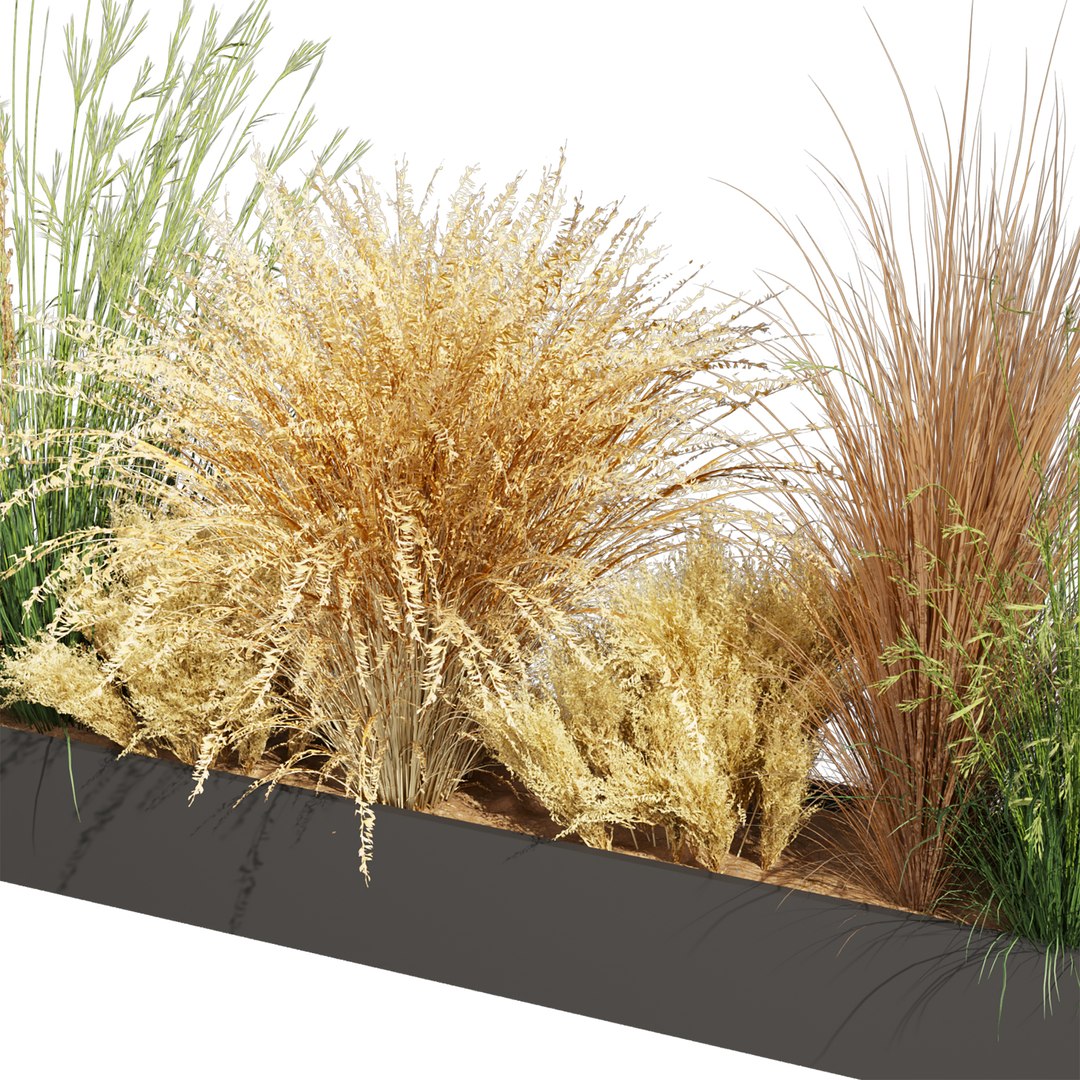 3D Collection plant vol 613 - grass - Dichelachne - Pampas - Calamagrostis - Carex - Lupinus https://p.turbosquid.com/ts-thumb/yQ/UgHSM4/yA/3/jpg/1731803577/1920x1080/fit_q87/66e745b9680fc350b0e7ff037189394394a024ee/3.jpg