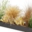 Pianta da collezione vol 613 - erba - Dichelachne - Pampa - Calamagrostis - Carex - Lupinus