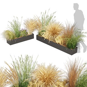 Collection plant vol 613 - grass - Dichelachne - Pampas - Calamagrostis - Carex - Lupinus