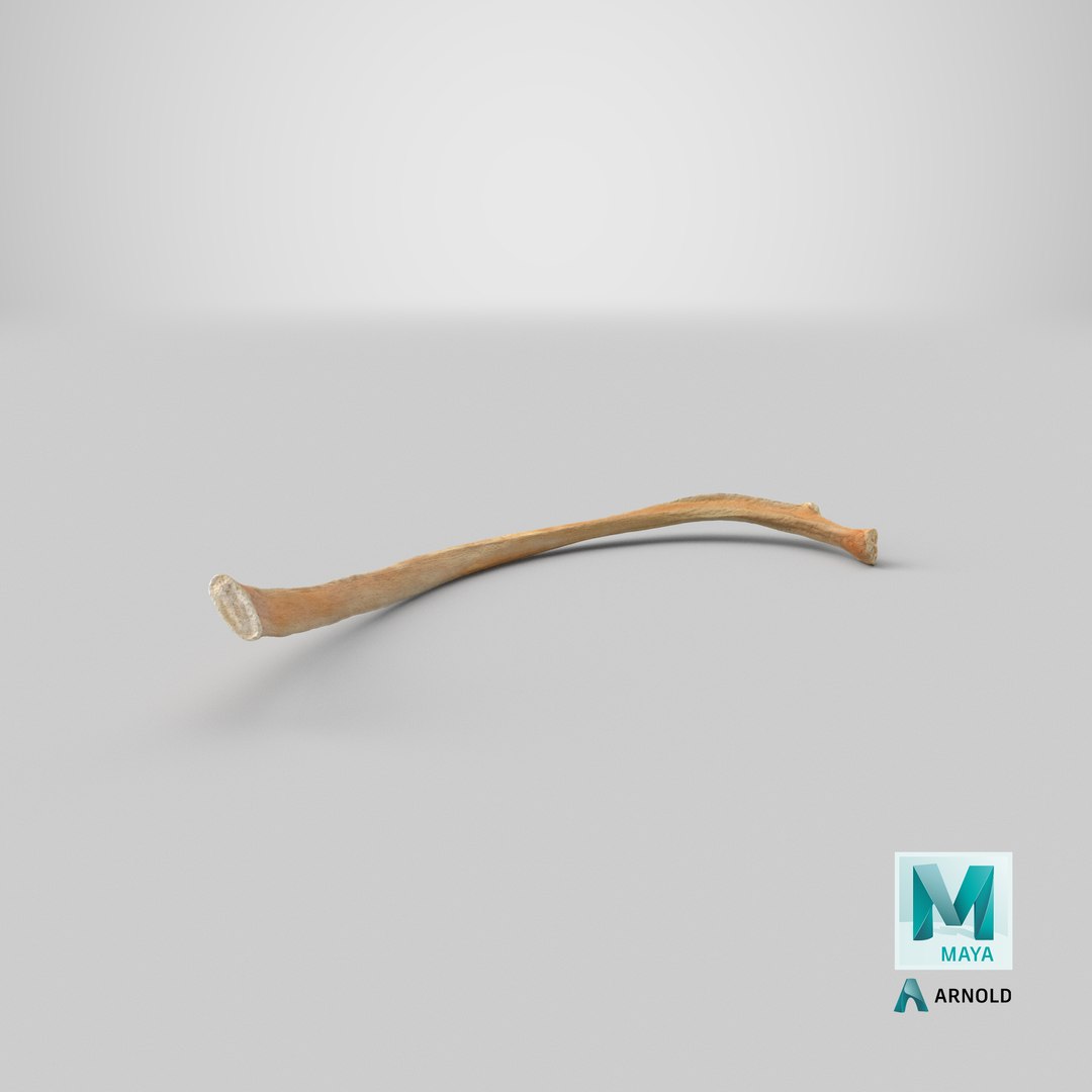 Kangaroo Red Necked Wallaby Rib T8 3D model https://p.turbosquid.com/ts-thumb/yQ/cswg1G/bA/stemcell_maya_arnold_render/png/1684473295/1920x1080/fit_q87/79066d74dd46bc88124b705915e7d98e7e3b3650/stemcell_maya_arnold_render.jpg