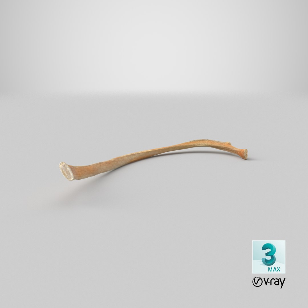 Kangaroo Red Necked Wallaby Rib T8 3D model https://p.turbosquid.com/ts-thumb/yQ/cswg1G/ve/stemcell_max_vray_render/png/1684473298/1920x1080/fit_q87/b0d0929e520291aff6891d29efc952edeb61b4f1/stemcell_max_vray_render.jpg