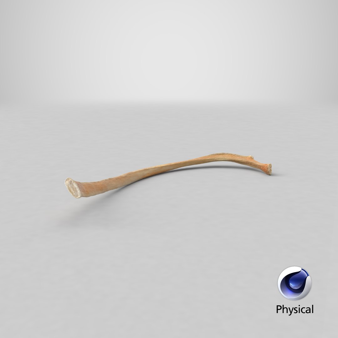 Kangaroo Red Necked Wallaby Rib T8 3D model https://p.turbosquid.com/ts-thumb/yQ/cswg1G/y8/stemcell_cinema_4d_physical_render/png/1684473306/1920x1080/fit_q87/29f846b889d9035e69f27caf978ca7b831e7ba6c/stemcell_cinema_4d_physical_render.jpg
