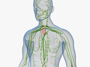 3D model human lymphatic medical
