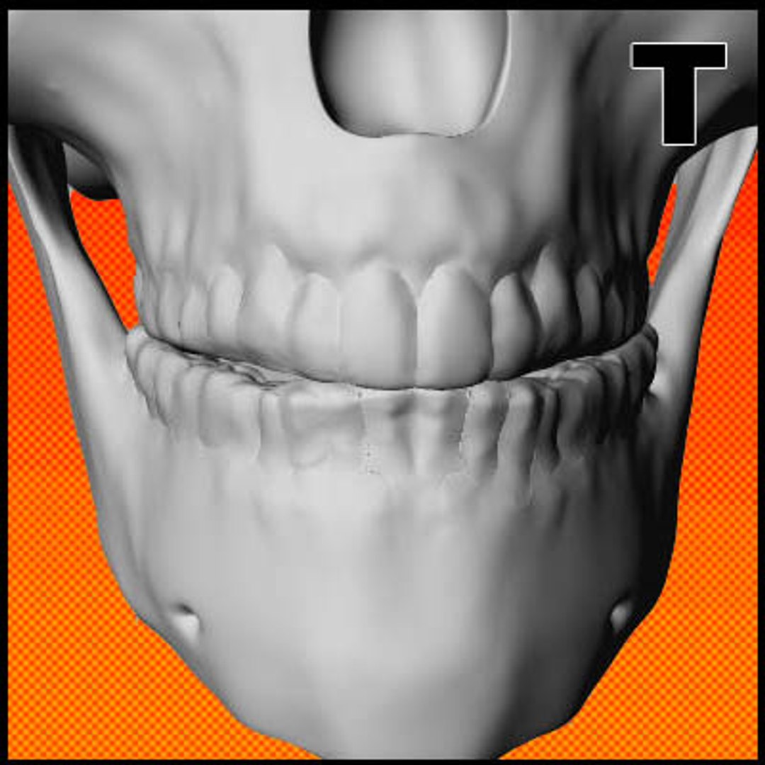 3d Resolution Skull Model