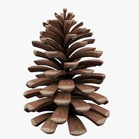 Pine Cones